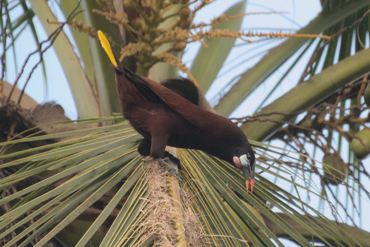 Montezuma Oropendola - Mike Marin