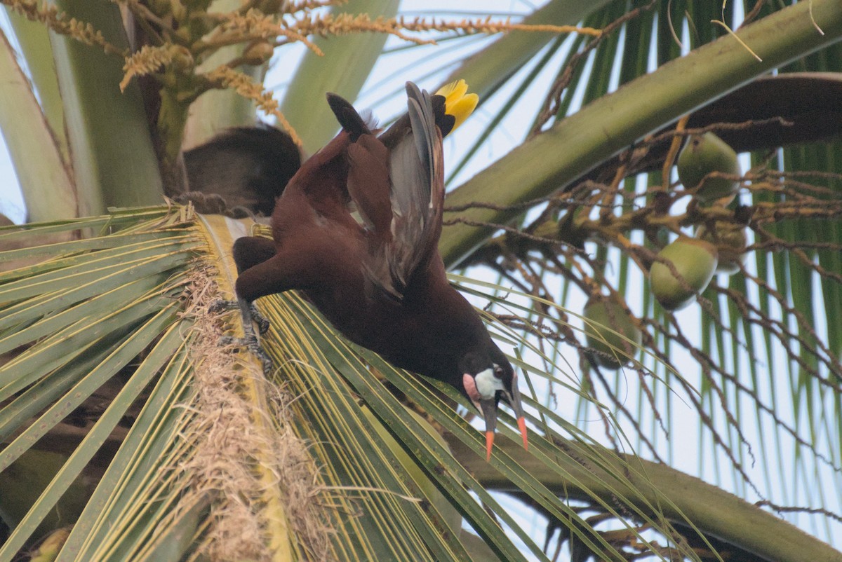 Montezuma Oropendola - Mike Marin