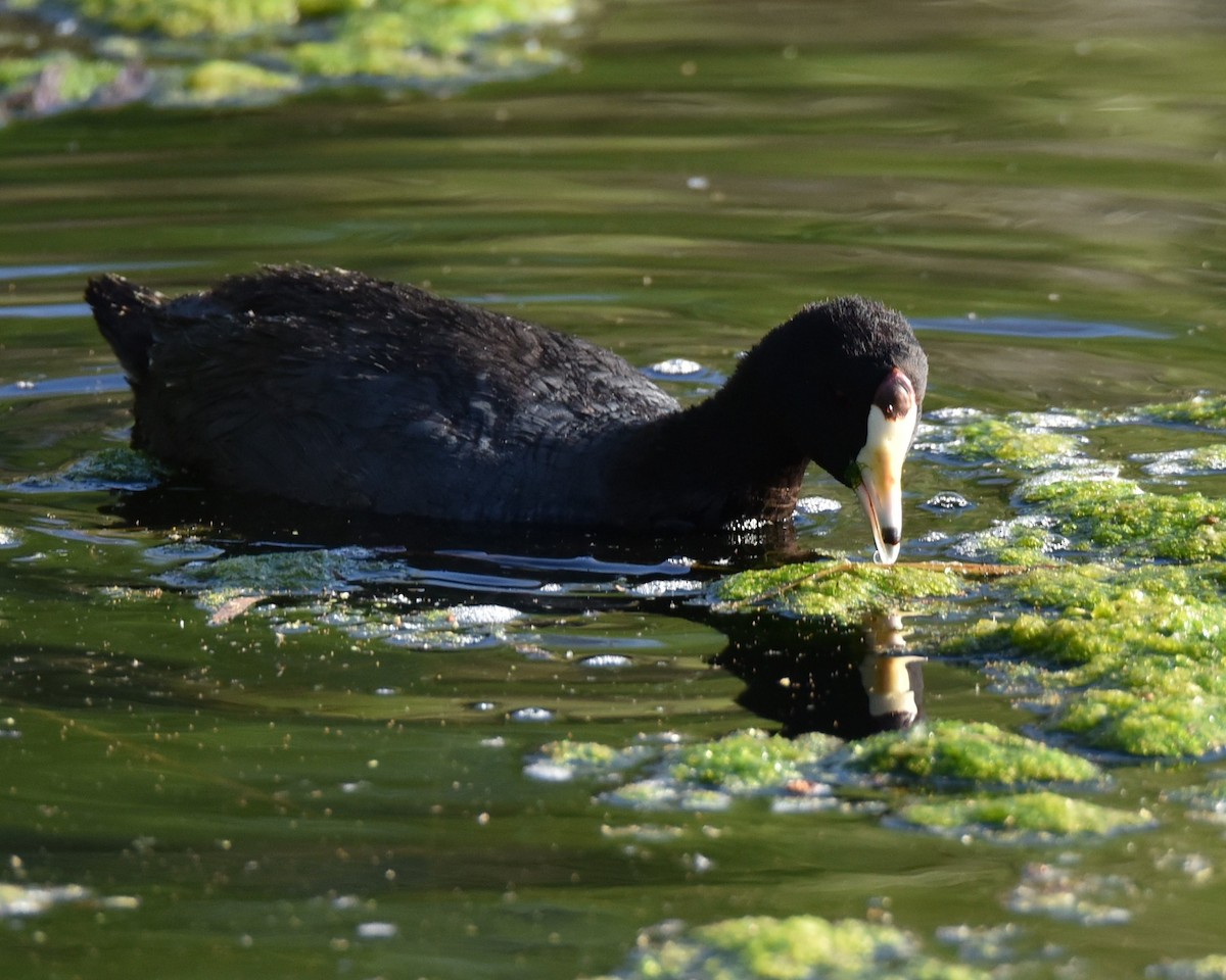 American Coot - Lynn Kohler