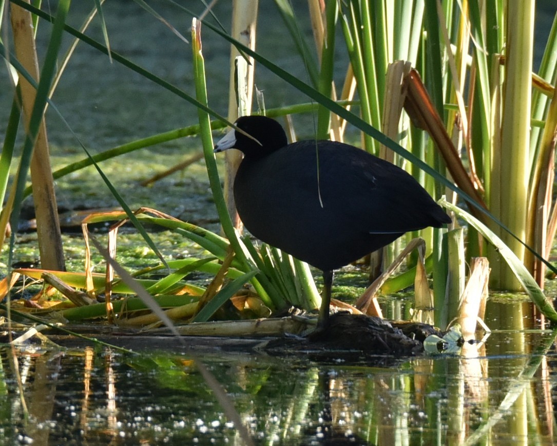 American Coot - Lynn Kohler