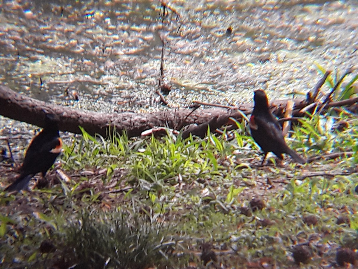 Red-winged Blackbird - ML618285198