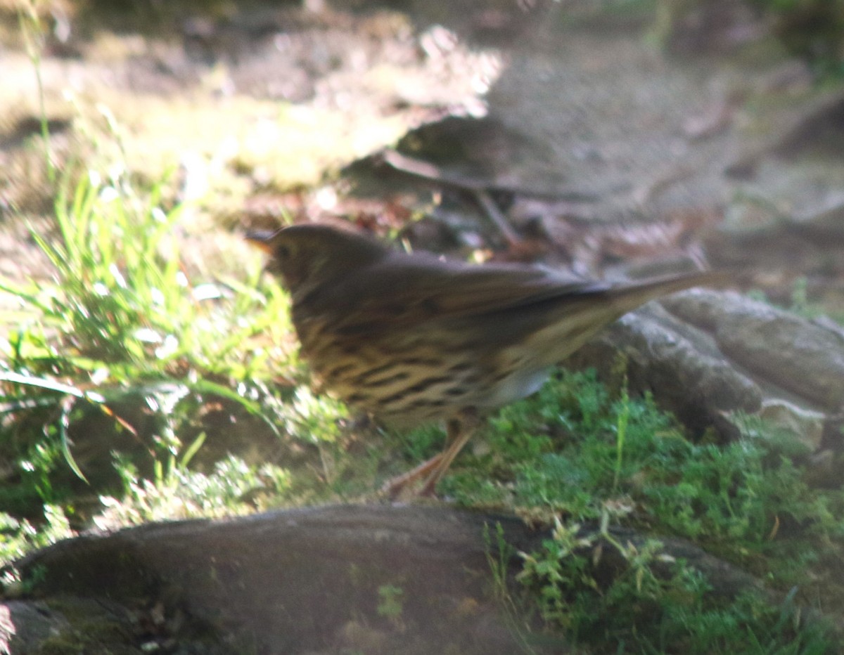 Song Thrush - ML618285210