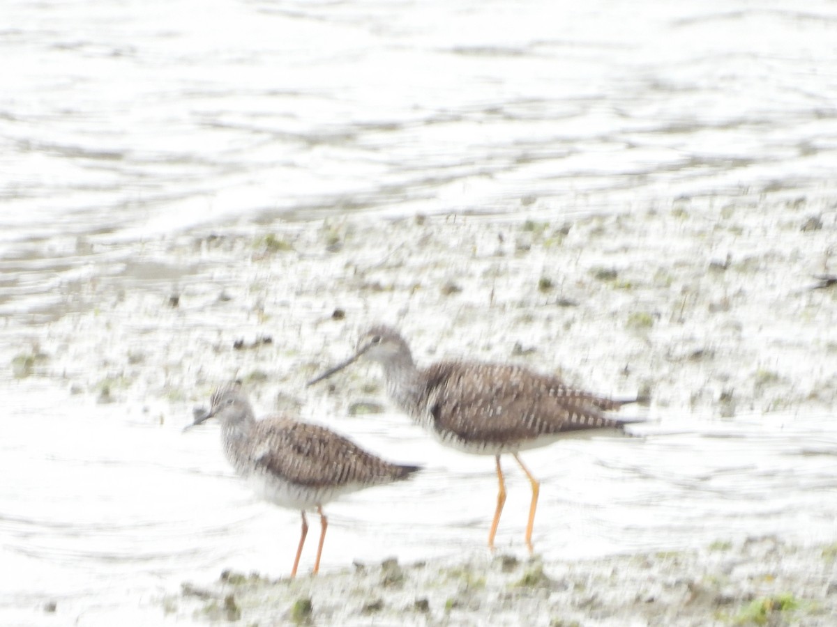 Lesser Yellowlegs - ML618285213