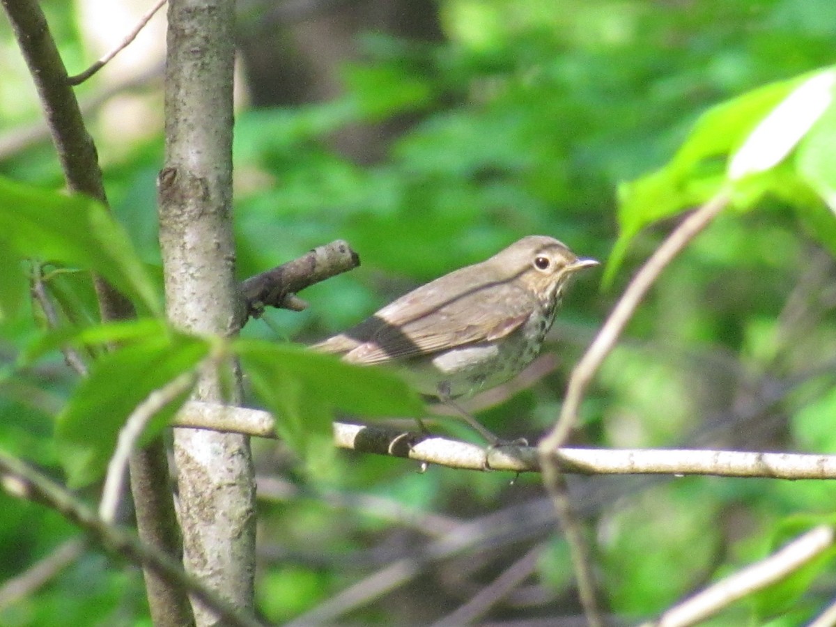 Swainson's Thrush - Keaton Schneeflock