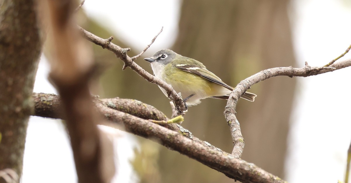 Blue-headed Vireo - Marie Provost