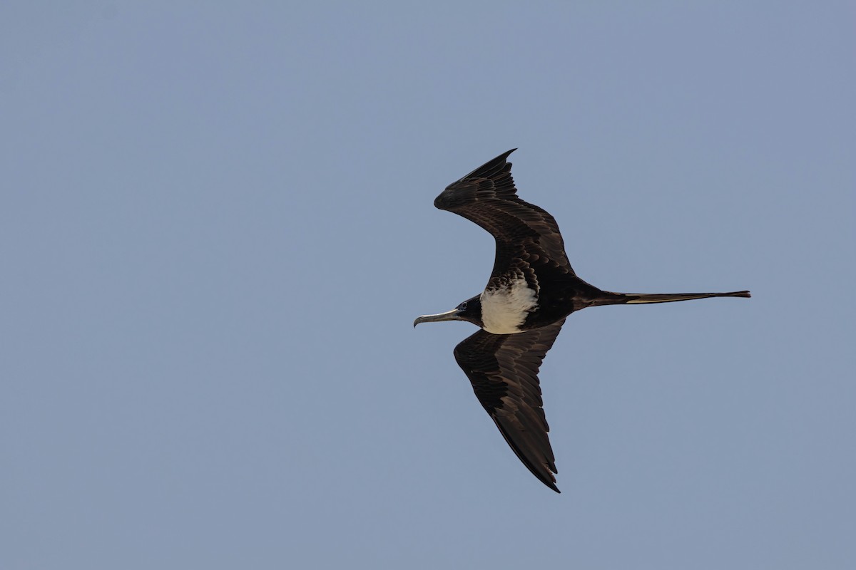 Magnificent Frigatebird - Jack Rogers