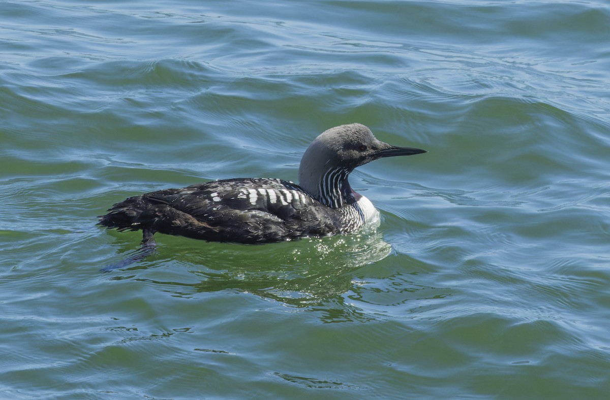 Pacific Loon - Anonymous