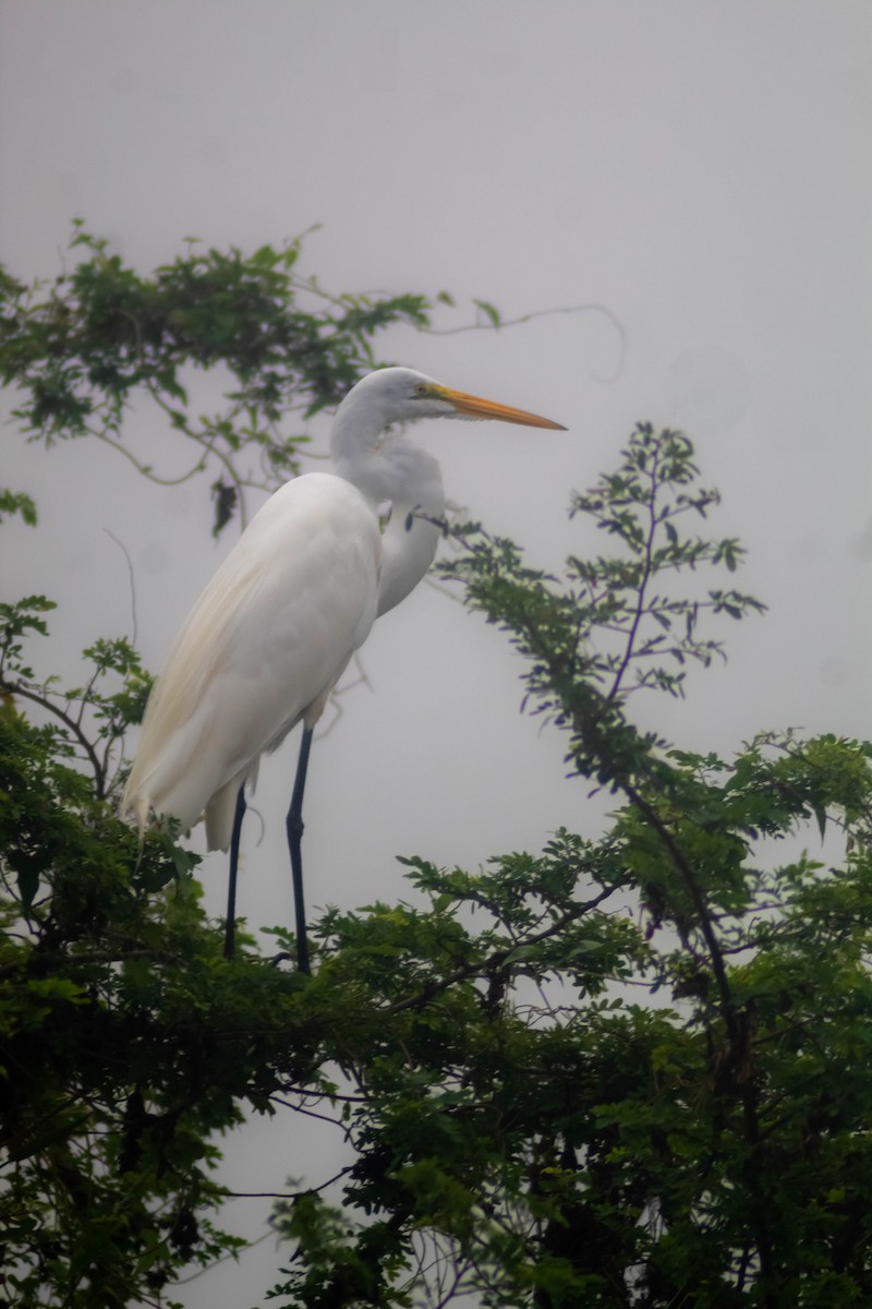 Great Egret - Manuel de Jesus Hernandez Ancheita