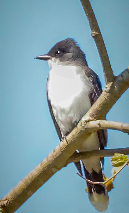 Eastern Kingbird - Gary Ladner