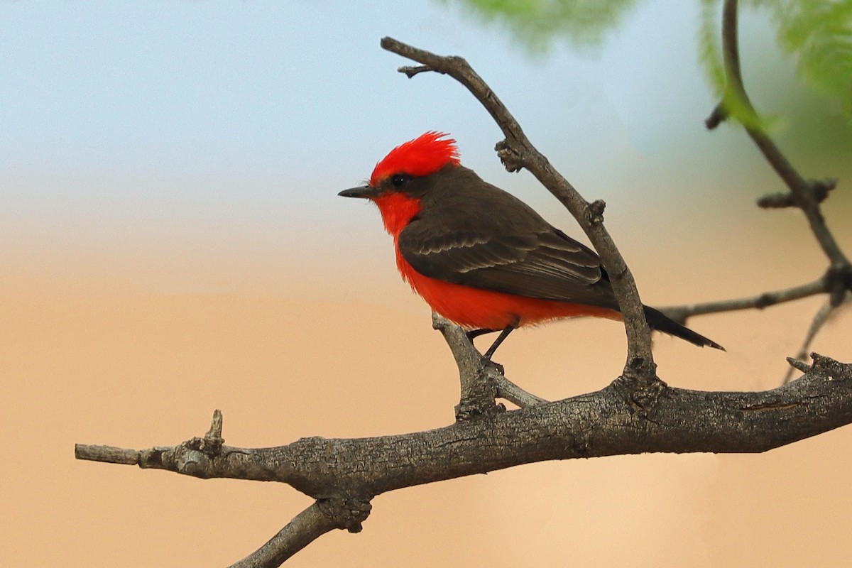 Vermilion Flycatcher - Arthur Krasniewicz