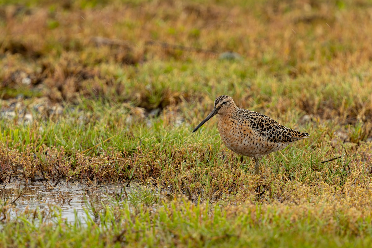 Short-billed Dowitcher - Jack Rogers