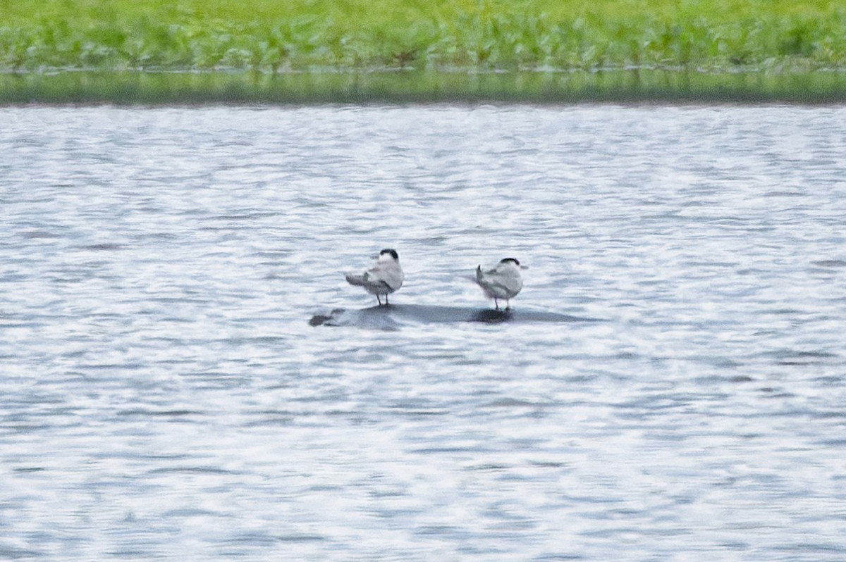 Common Tern - Gabi Uhrova