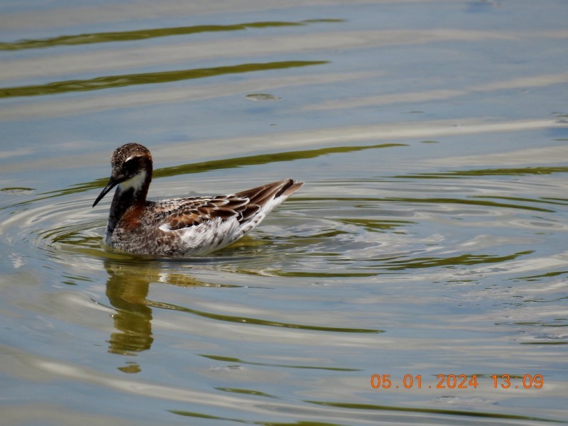 Red-necked Phalarope - ML618285281