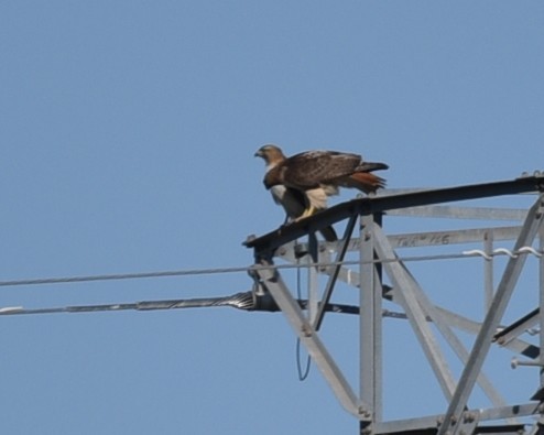 Red-tailed Hawk - Lynn Kohler