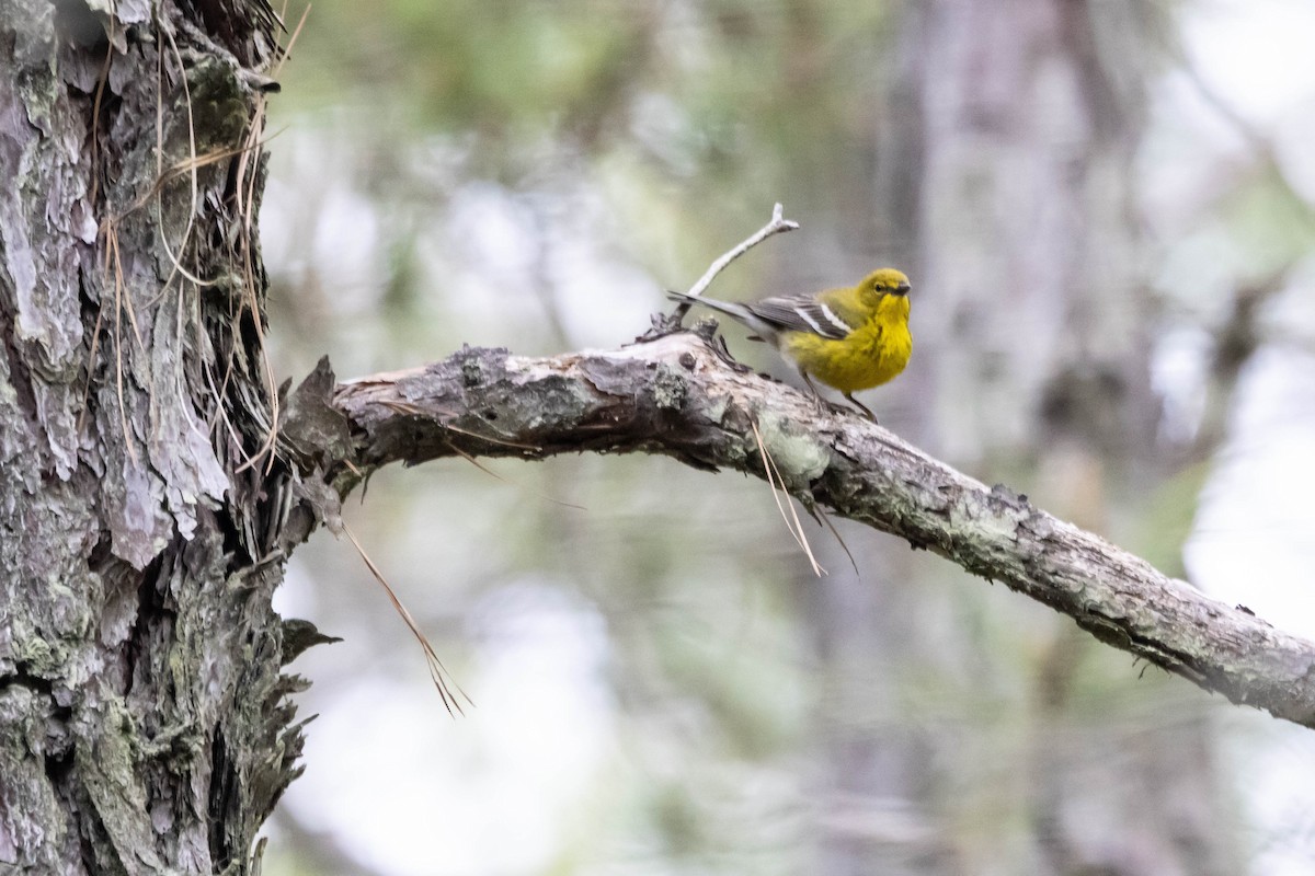 Pine Warbler - Alex Brent