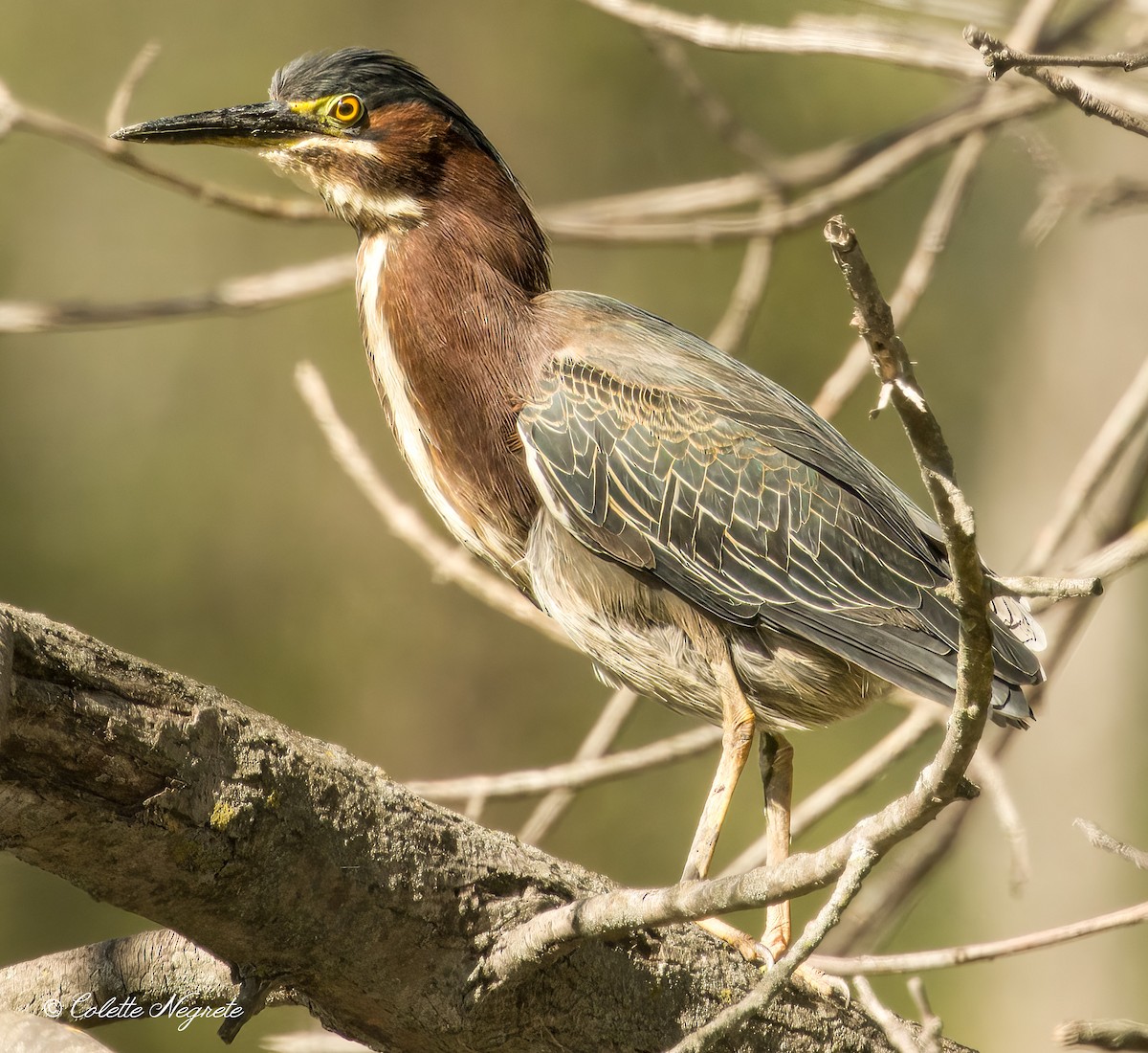 Green Heron - Colette Vranicar