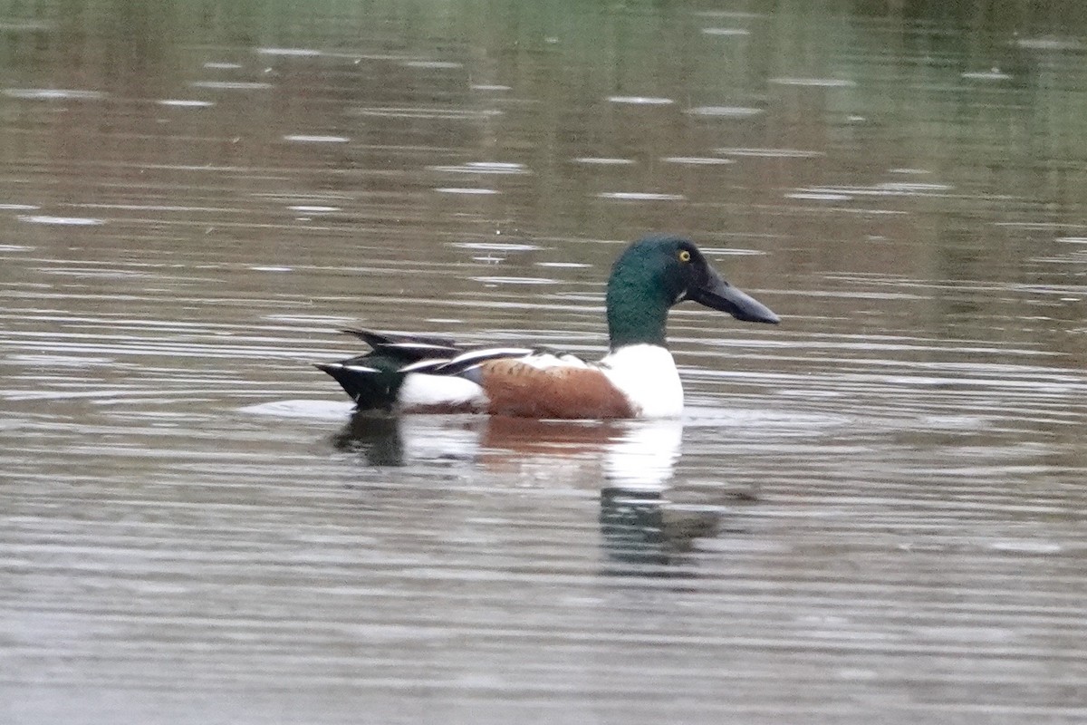 Northern Shoveler - ML618285305