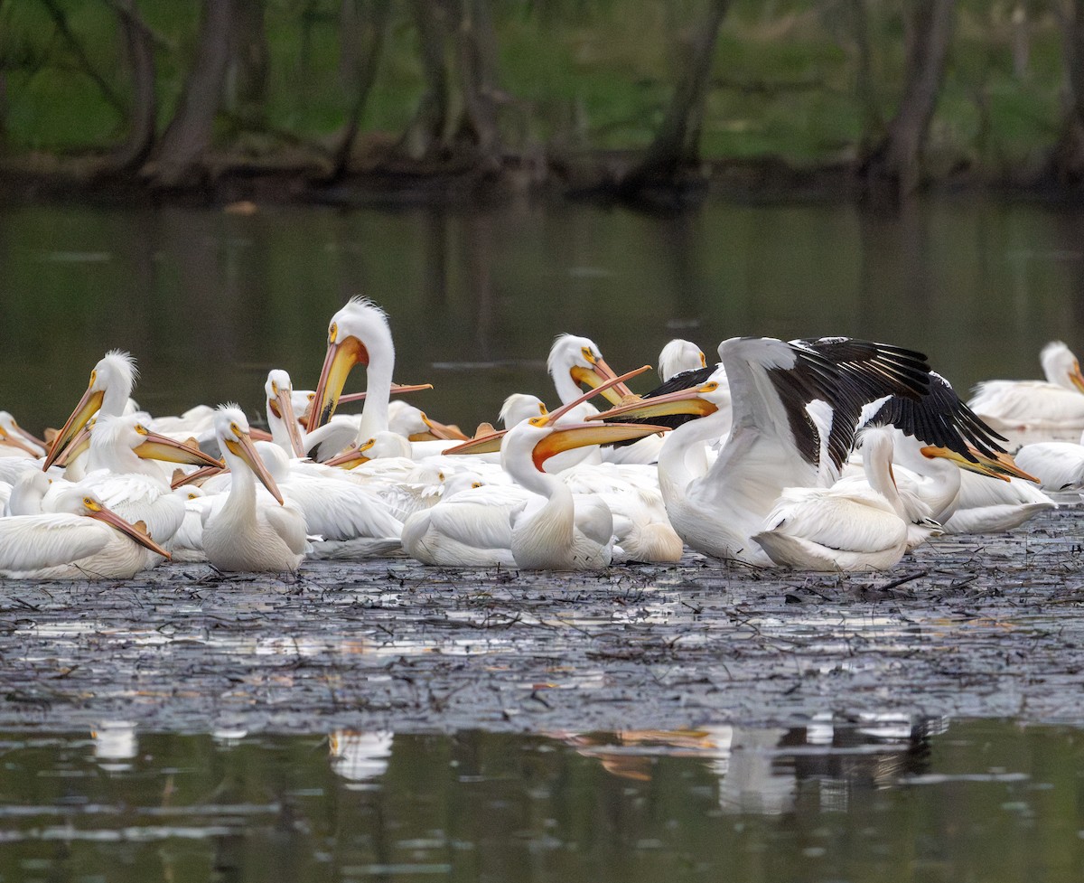 American White Pelican - Greg Courtney