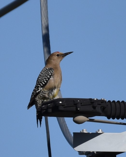 Gila Woodpecker - Lynn Kohler