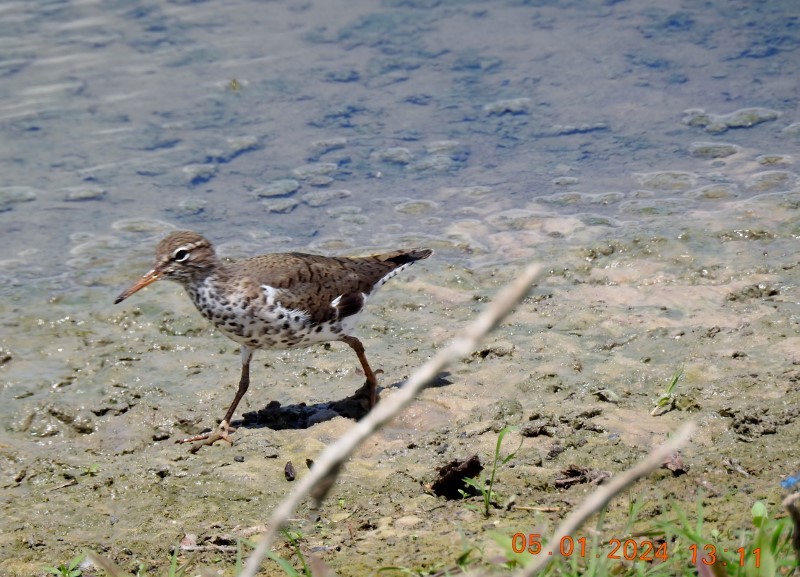 Spotted Sandpiper - ML618285318