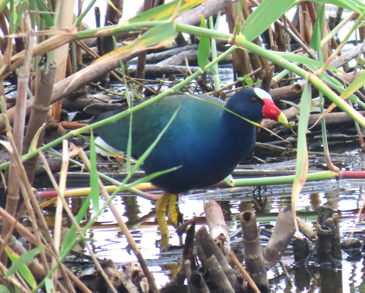 Purple Gallinule - Julie Mobley