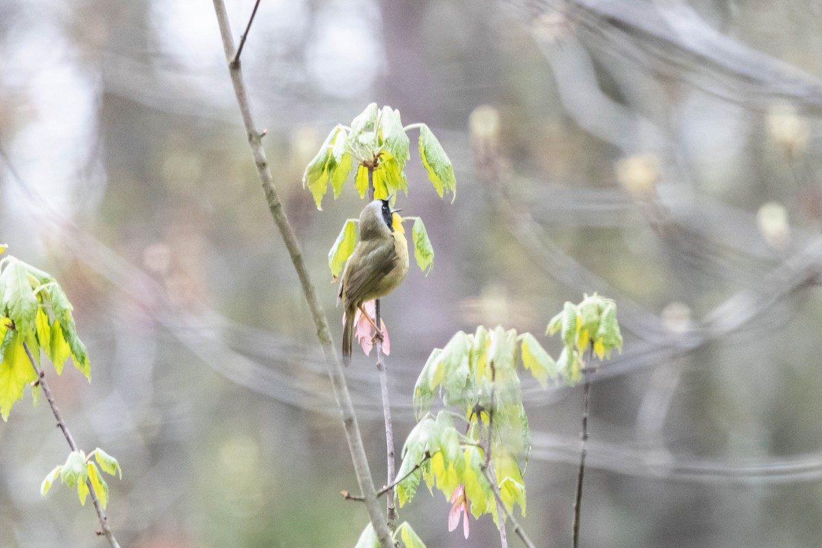 Common Yellowthroat - Alex Brent