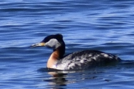 Red-necked Grebe - ML618285343