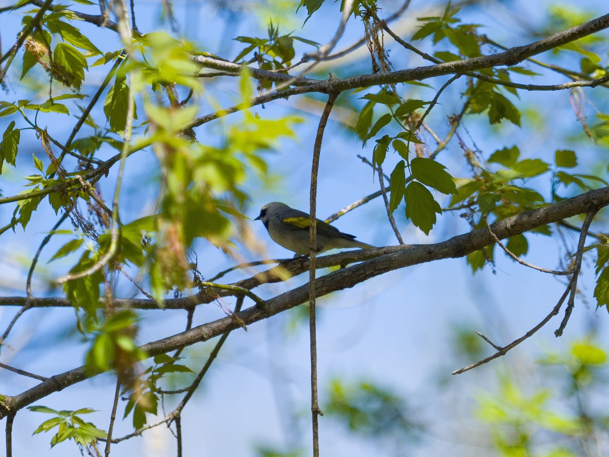 Golden-winged Warbler - ML618285347