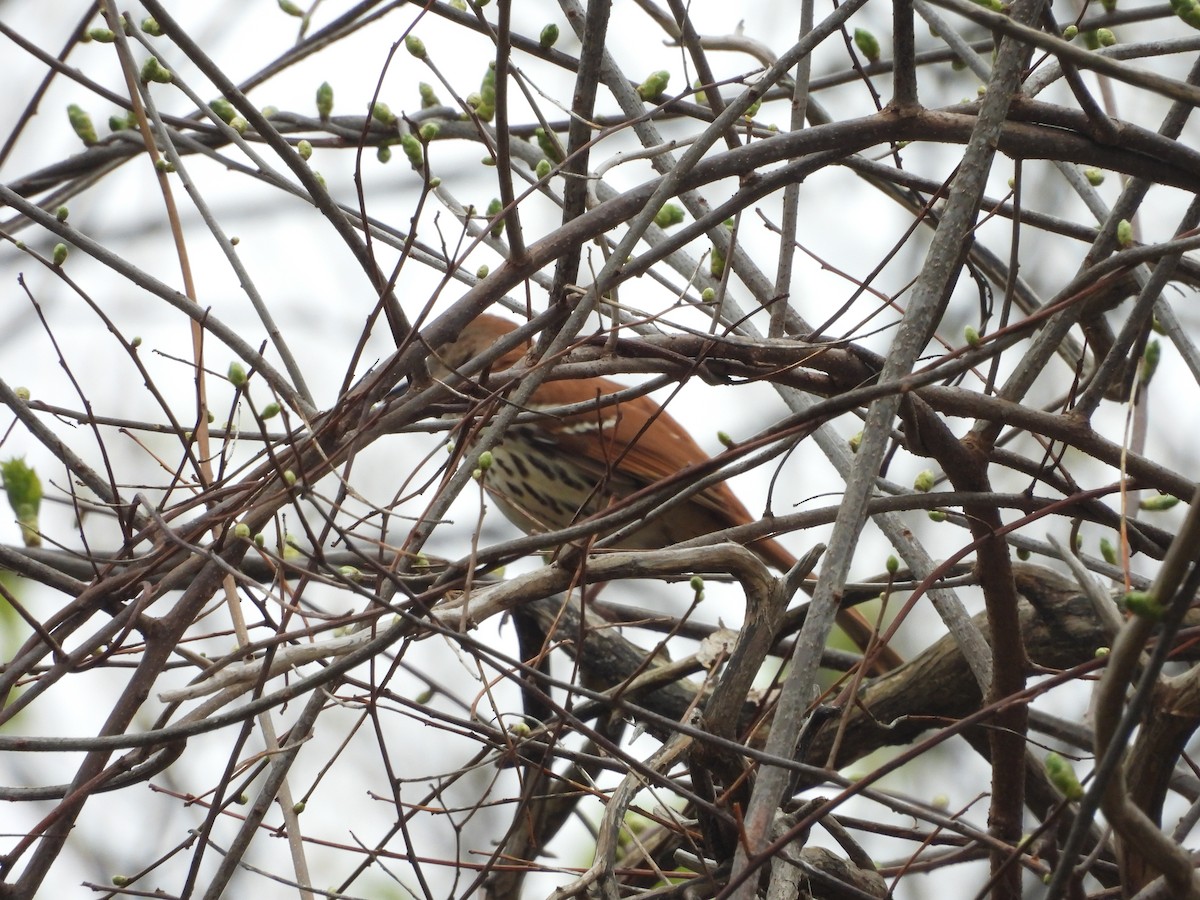 Brown Thrasher - Philip Edmundson