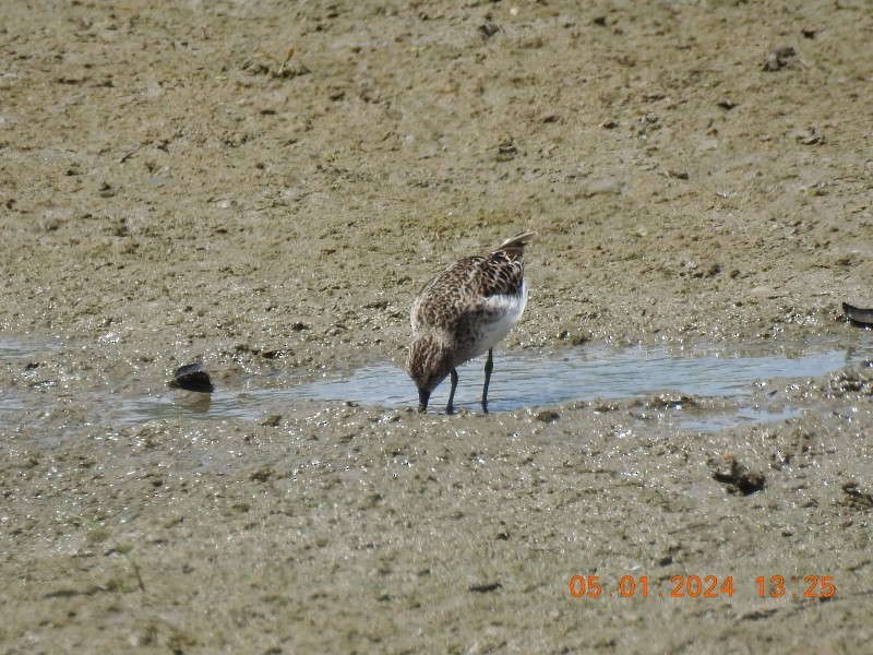 Least Sandpiper - ML618285374