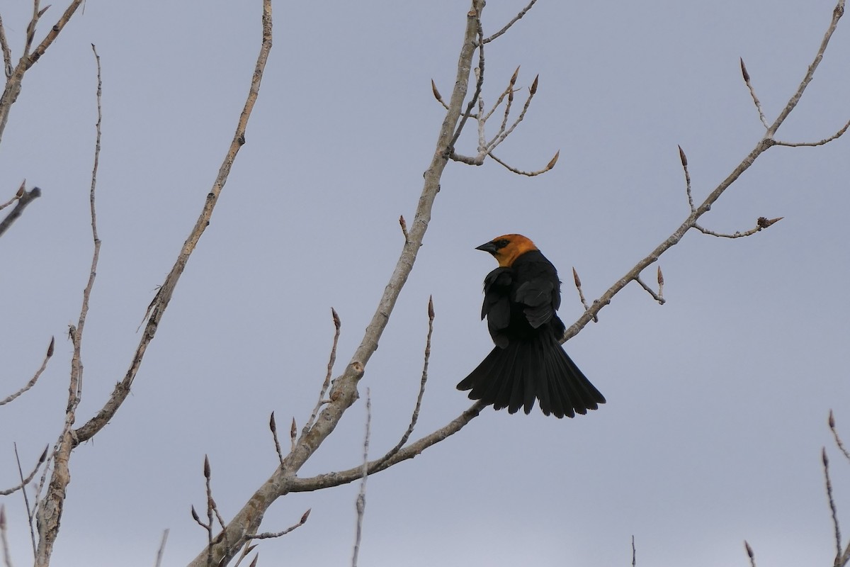 Yellow-headed Blackbird - Lauren Hatch