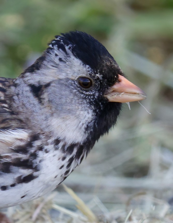 Harris's Sparrow - ML618285387