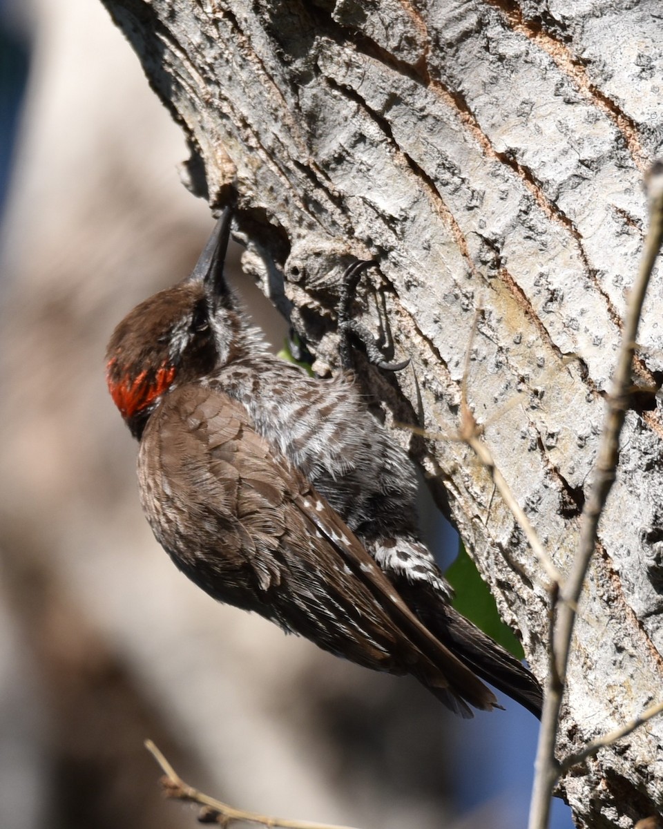 Arizona Woodpecker - Lynn Kohler