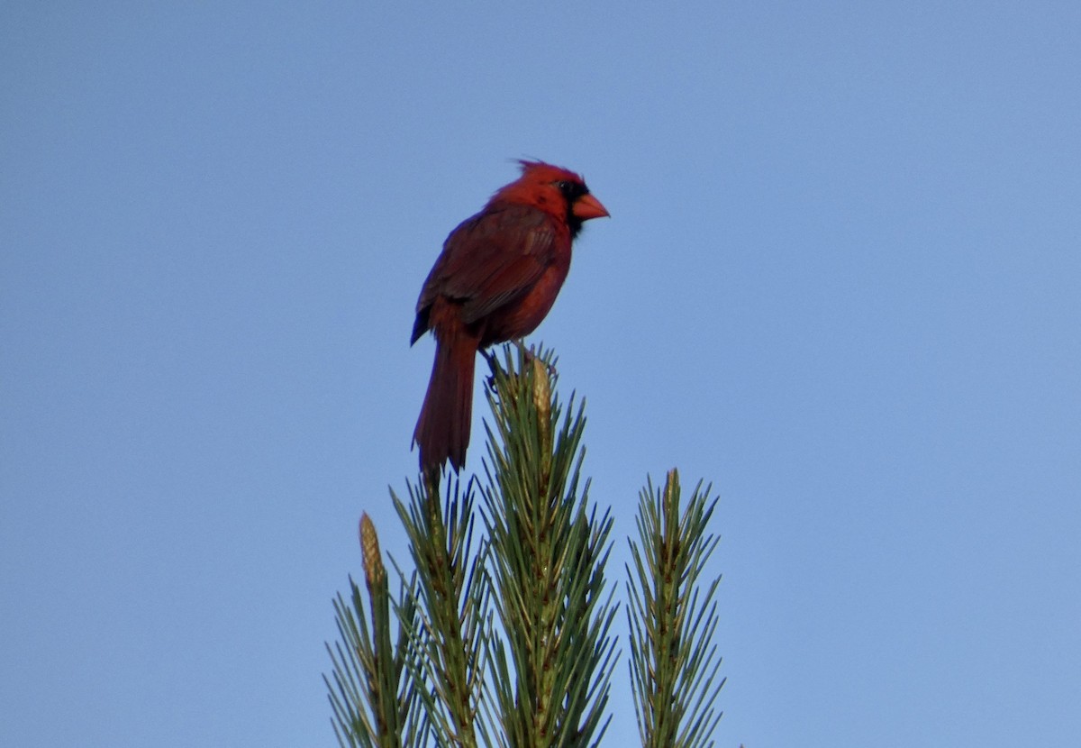 Northern Cardinal - Joanne "JoJo" Bradbury