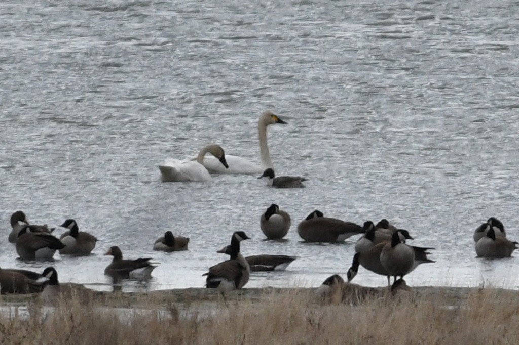 Tundra Swan - David M. Bell