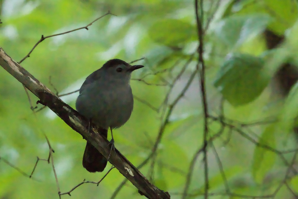 Gray Catbird - Steve Bielamowicz