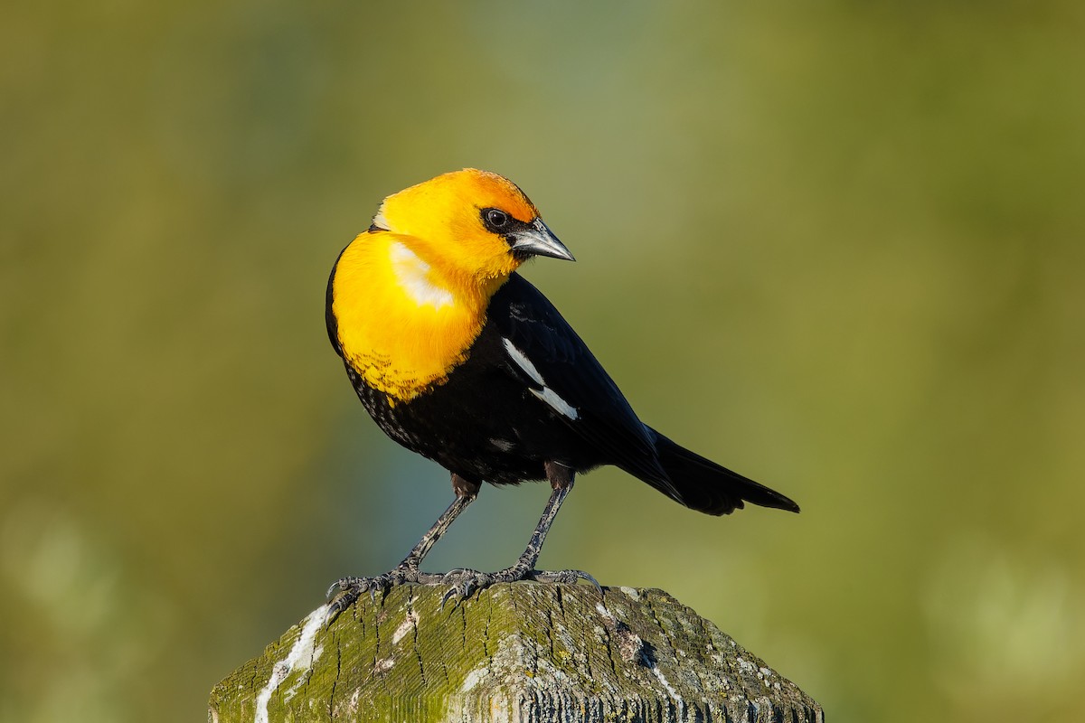 Yellow-headed Blackbird - Frank Lin