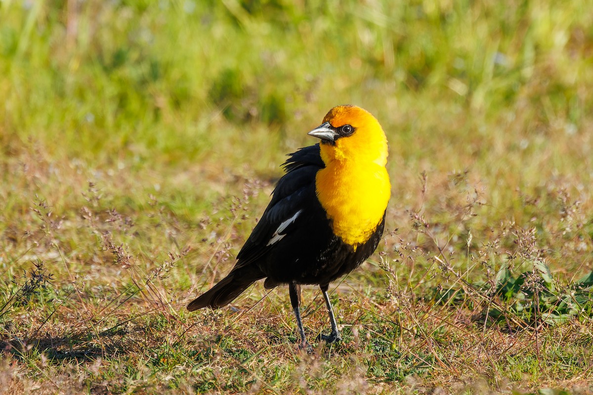 Yellow-headed Blackbird - Frank Lin