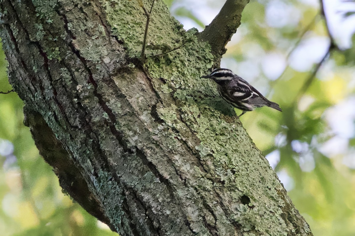 Black-and-white Warbler - Steve Bielamowicz