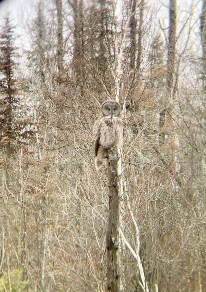 Great Gray Owl - ML618285424