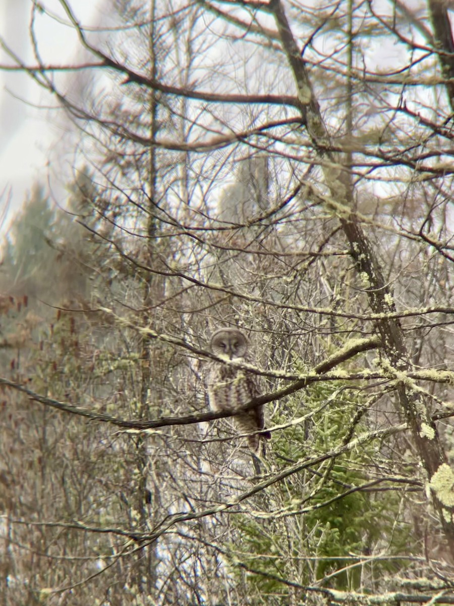 Great Gray Owl - Scott Drebit