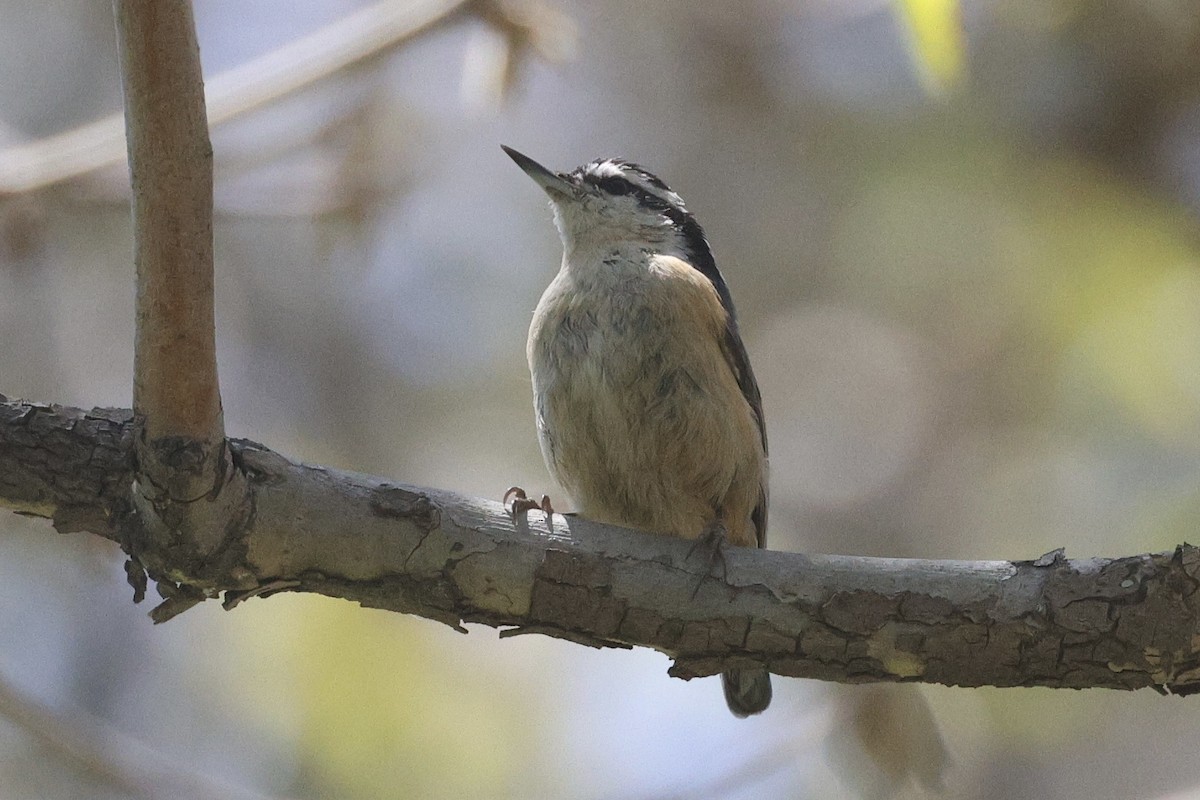 Red-breasted Nuthatch - ML618285432