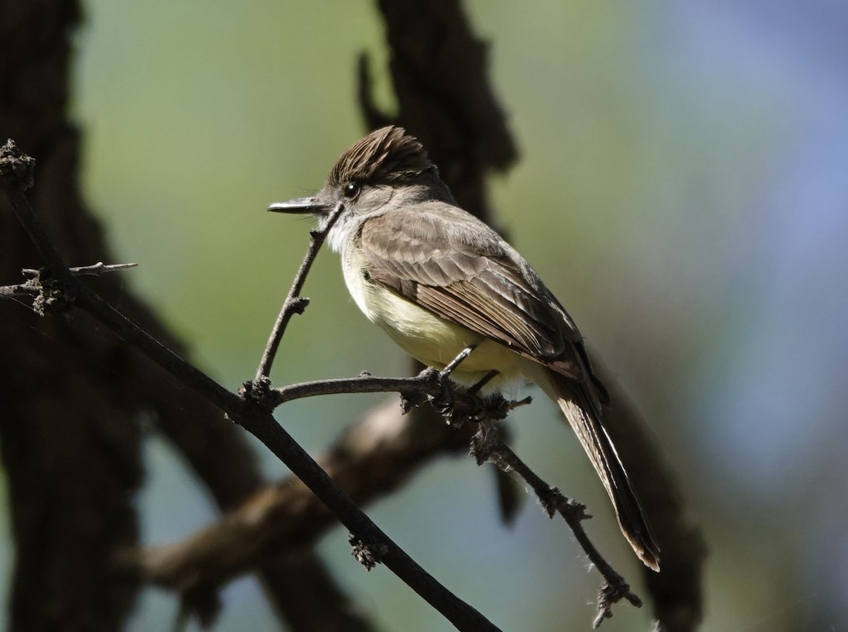 Dusky-capped Flycatcher - ML618285434