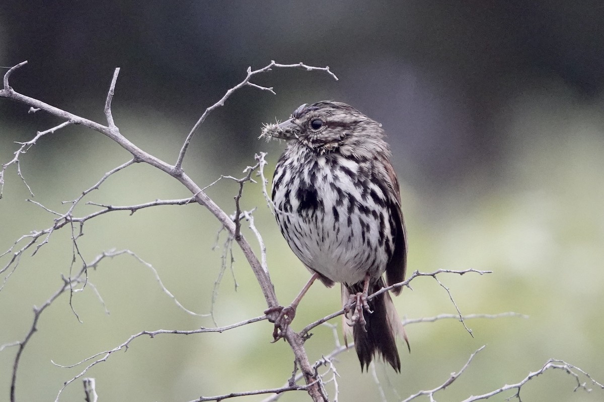 Song Sparrow - ML618285440