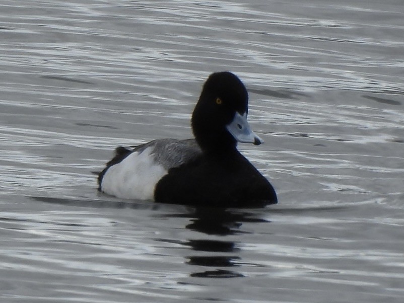 Lesser Scaup - Douglas Bender