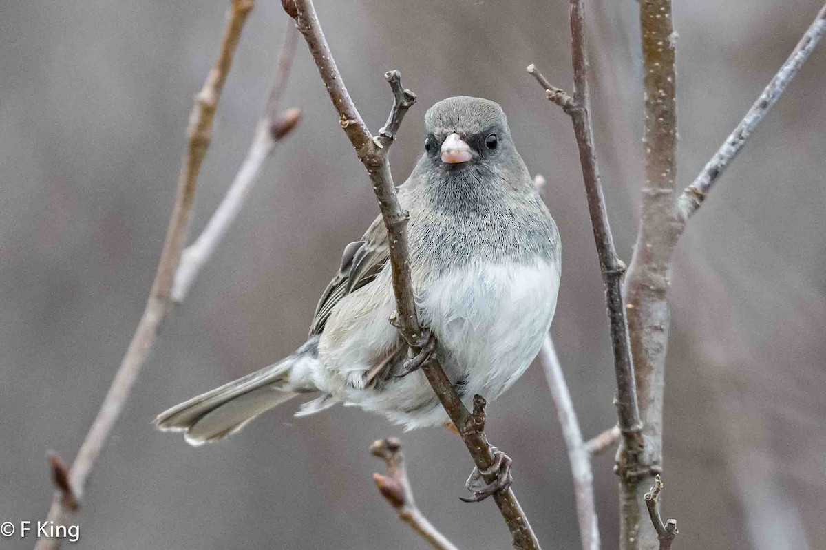 Dark-eyed Junco - Frank King