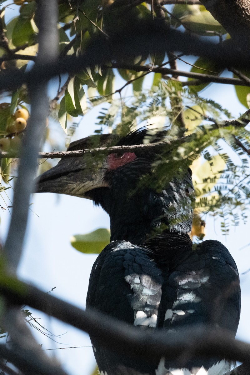 Trumpeter Hornbill - Ross Bartholomew