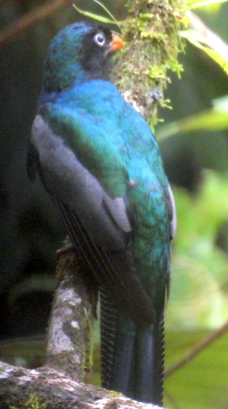 Lattice-tailed Trogon - Bill Fox