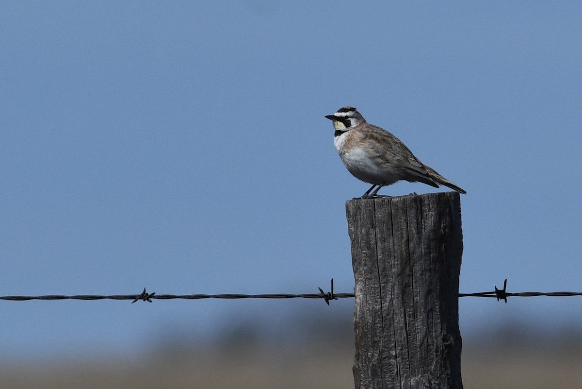 Horned Lark - David M. Bell