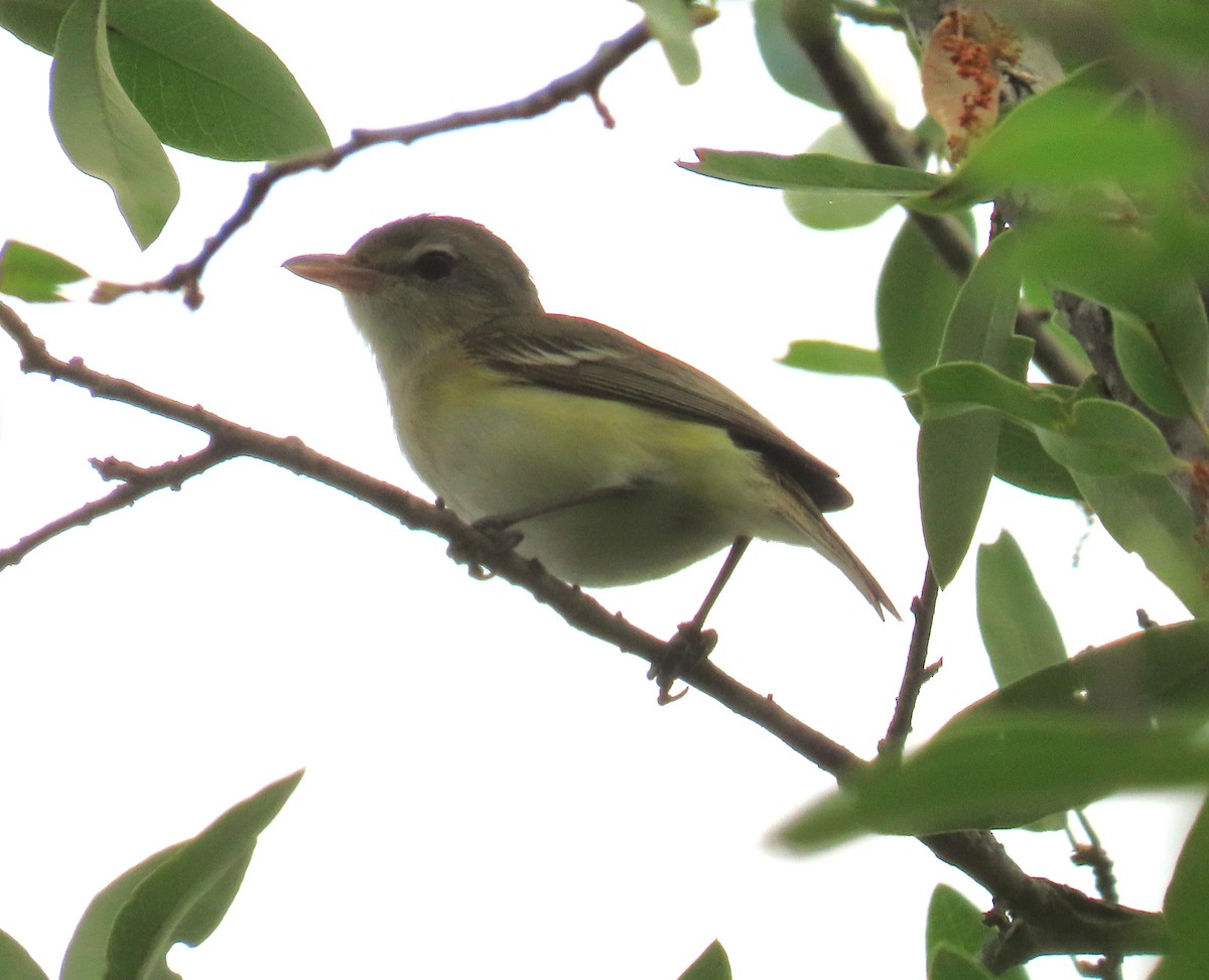 Bell's Vireo - Julie Mobley